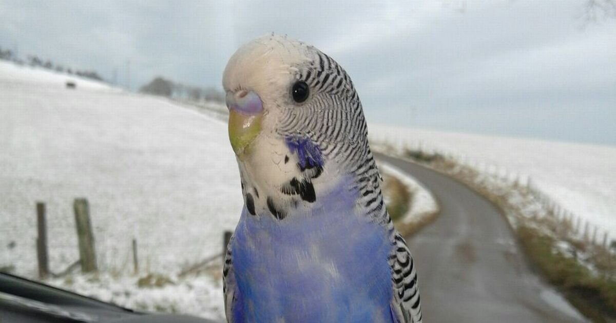 Источник фото: dailyrecord.co.uk