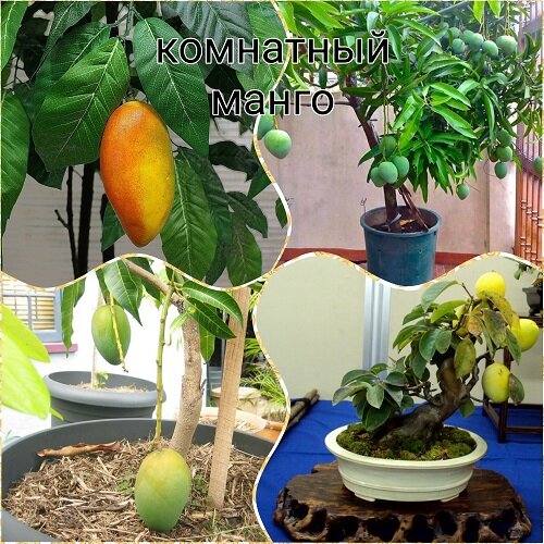 Манго в домашних условиях выращивание с фото