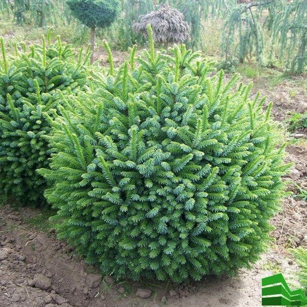 Преимущества и особенности выращивания карликовых сортов елей