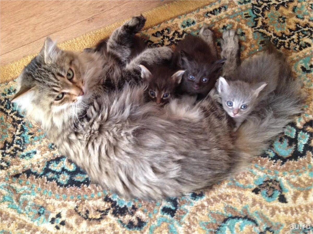 Беспородные котята