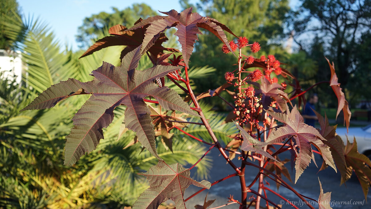 Клещевина Ricinus communis