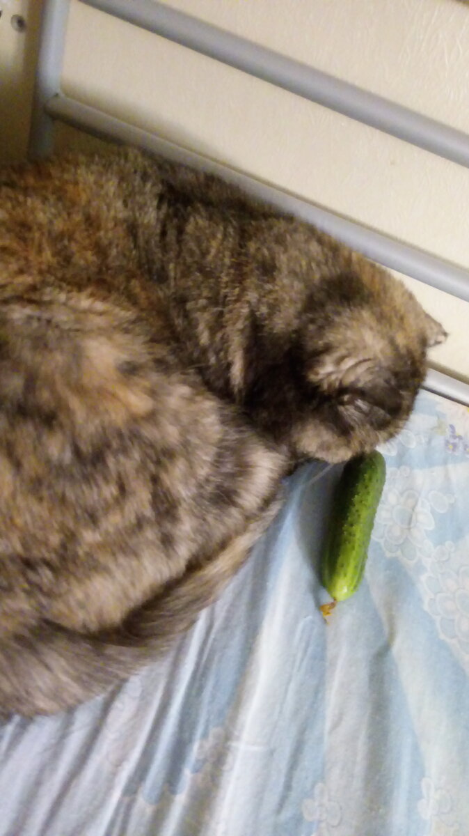 И пахнет невкусно