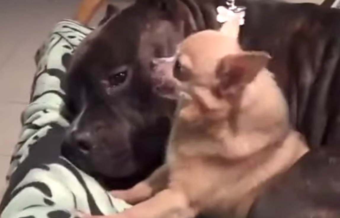 Кадр видео youtube.com/RM Videos