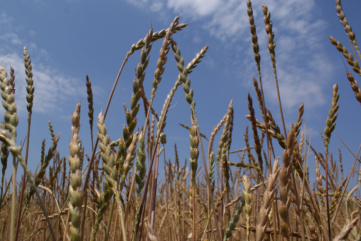 Фотография предоставлена компанией Био-Хутор