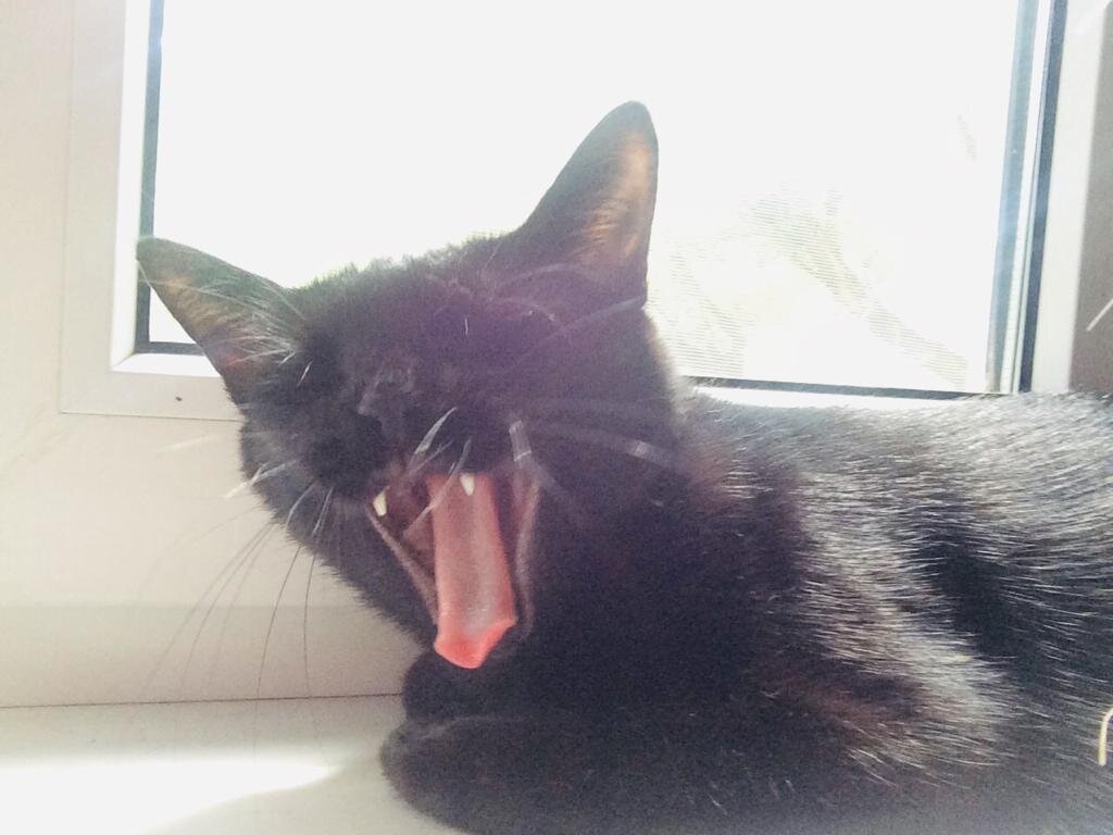 Уставшая Багира, легла отдохнуть после охоты. 