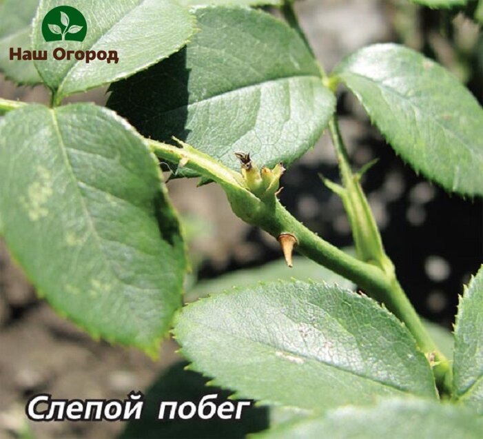 Слепой побег не развивается, но питание у розы отбирает