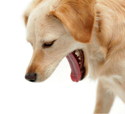 Собаку тошнит слизью: причины, диагностика, лечение, осложнения