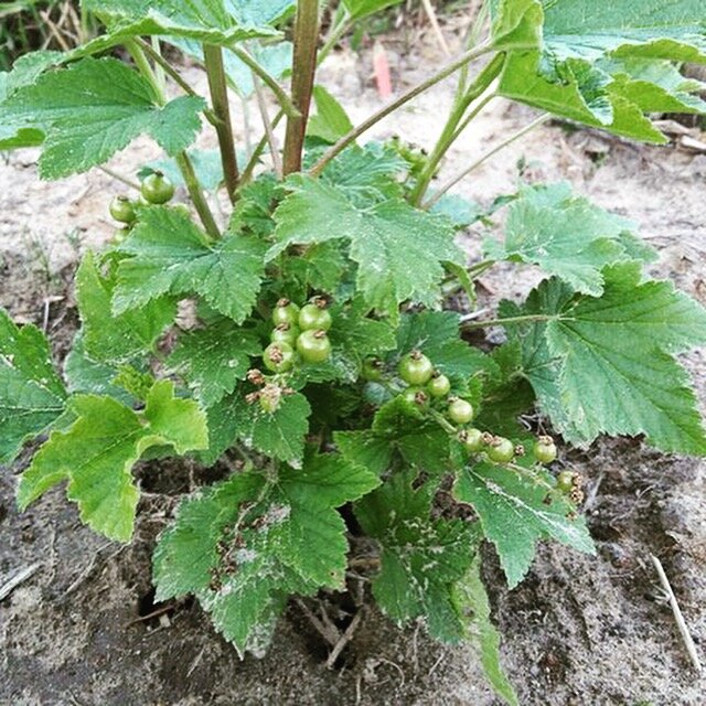 Куст красной смородины