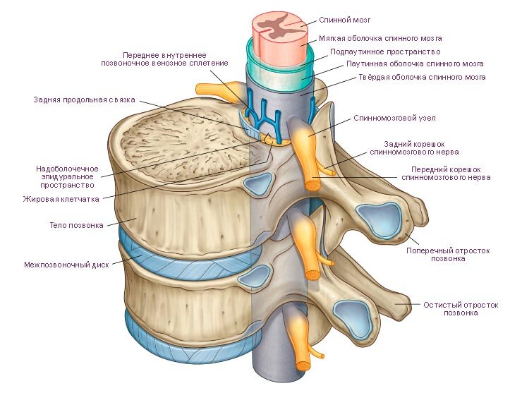 Строение позвоночника (желтоватые отростки выходят из фораминальных отверстий)