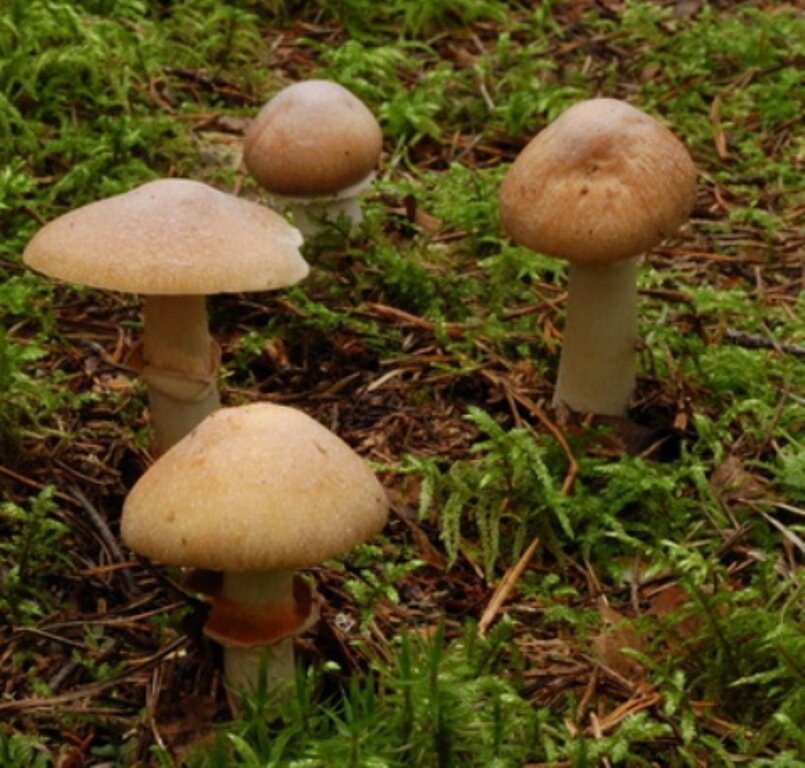 КОЛПАКИ КОЛЬЧАТЫЕ