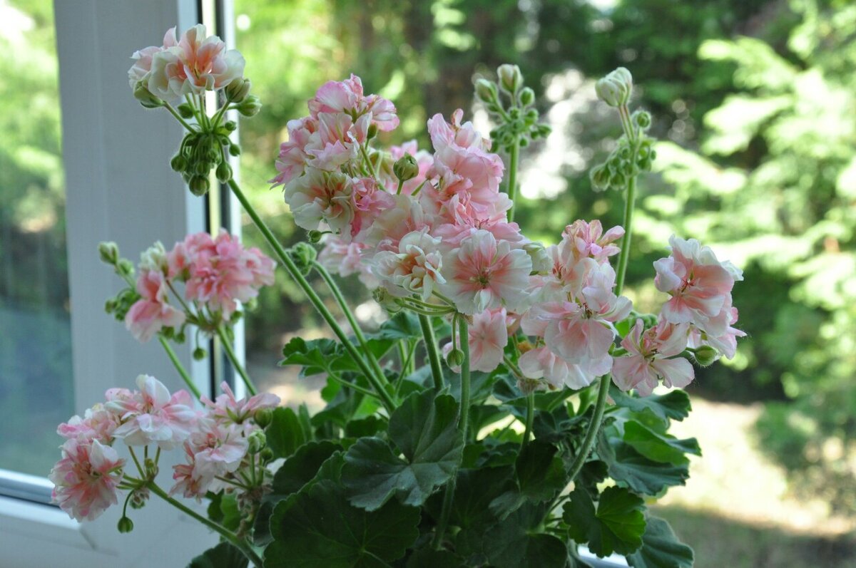 Фото Галины Симаевой Ludwigsburger Flair