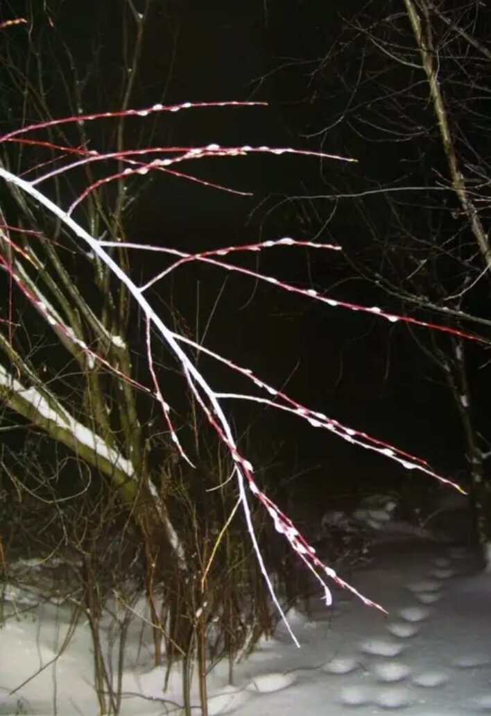 Почему 4 декабря распускается верба. Почему 4 декабря распускается верба. Почему 4 декабря распускается верба. Распускание вербы на введение. Распустившаяся верба зимой.