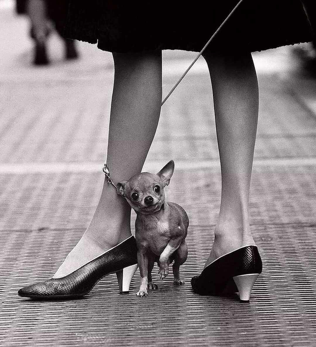 Сонник ноги собак. Девушка с собачкой. Собака в ногах у девушки. Собака у ног женщины. Фотосессия с маленькой собачкой.