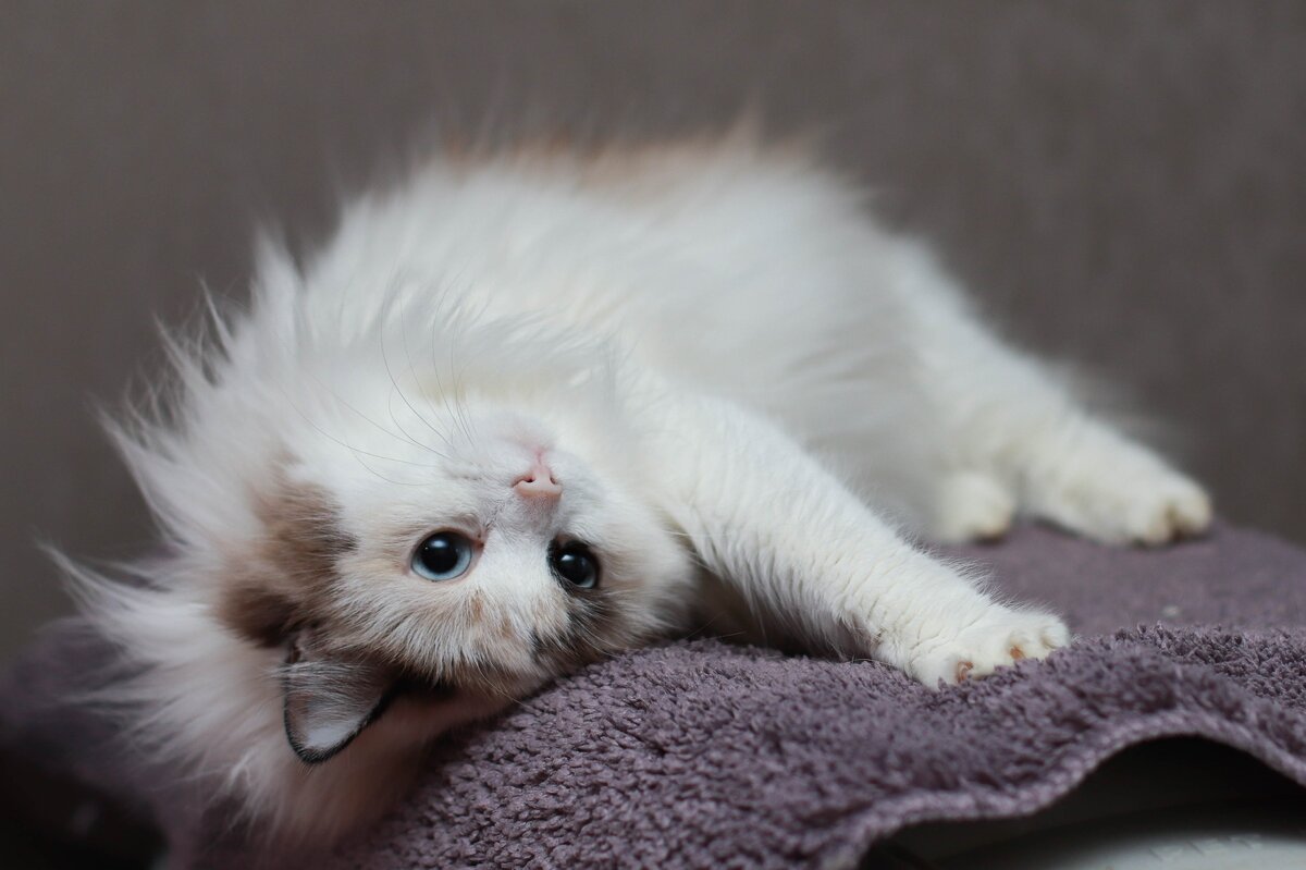 Мальвина дома! (Банда Дворян)