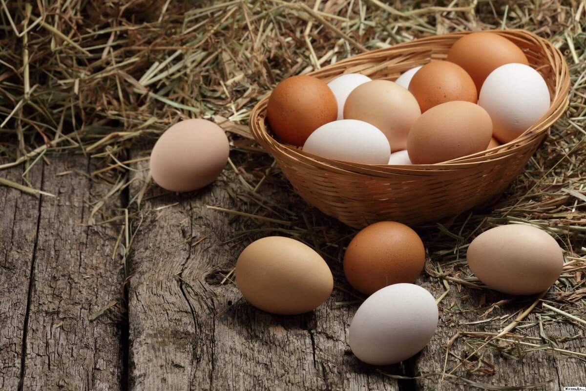 фотография яйца