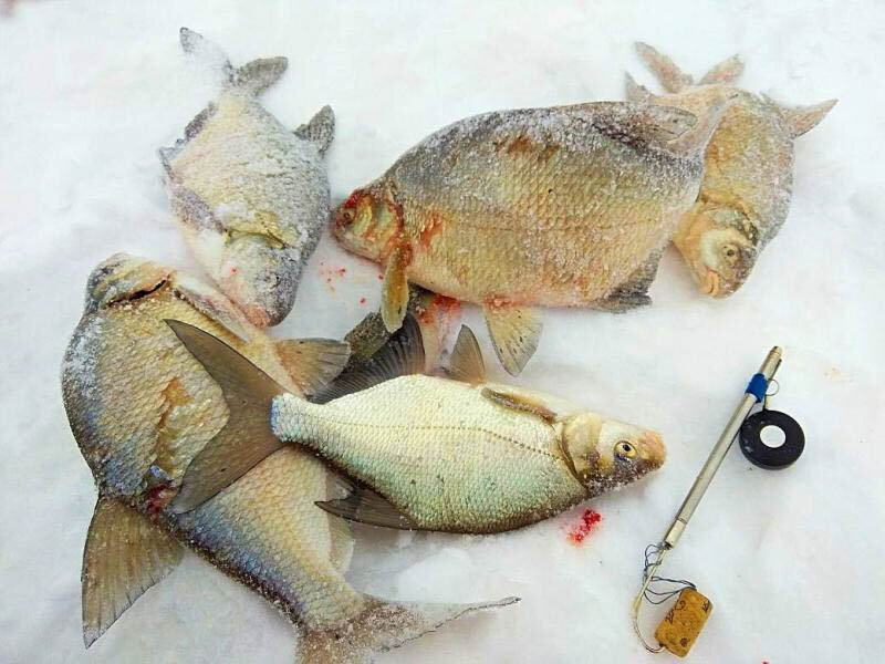 Лещи и багорик. Фото: Лодочник