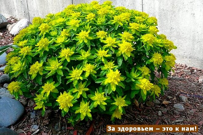 Садовый молочай