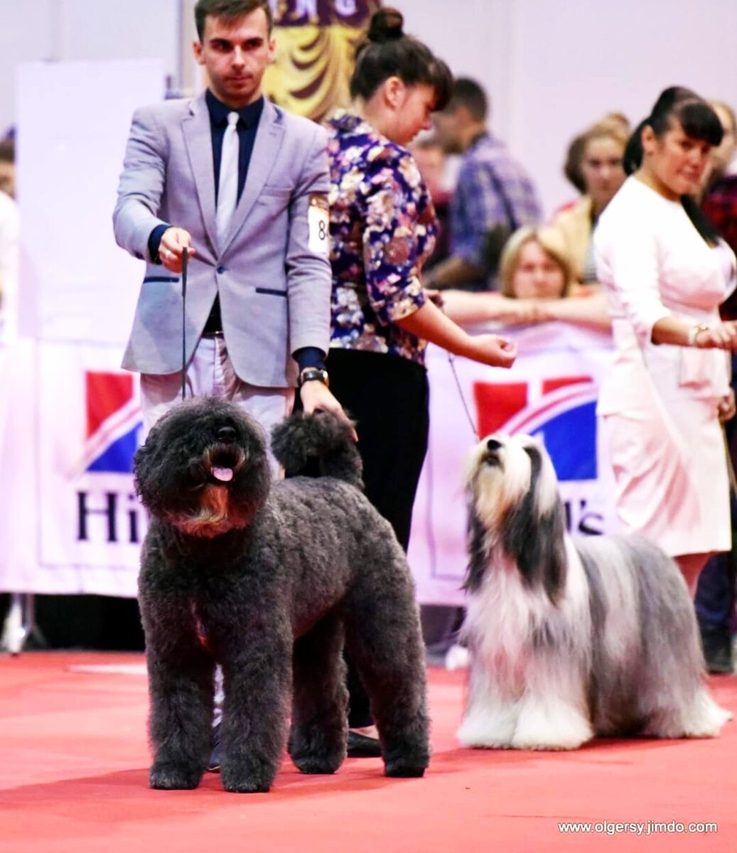 Па первом плане Бувье же Фландр, вторая - вородатая колли. Бест группы