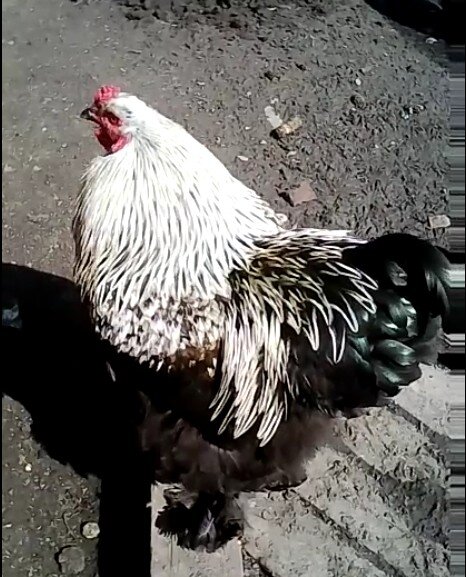 Петушок Брама !