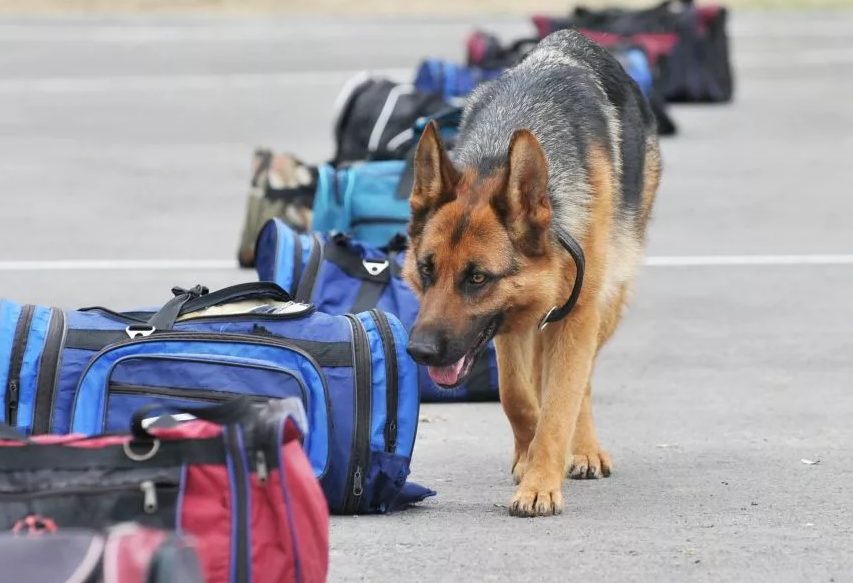 полицейский с собакой. служебно разыскная собака. немецкая овчарка фсин. служебно-розыскная собака. разыскные собаки.