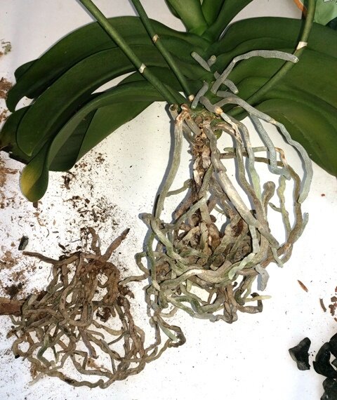 Как пересадить орхидею из коры в керамзит.