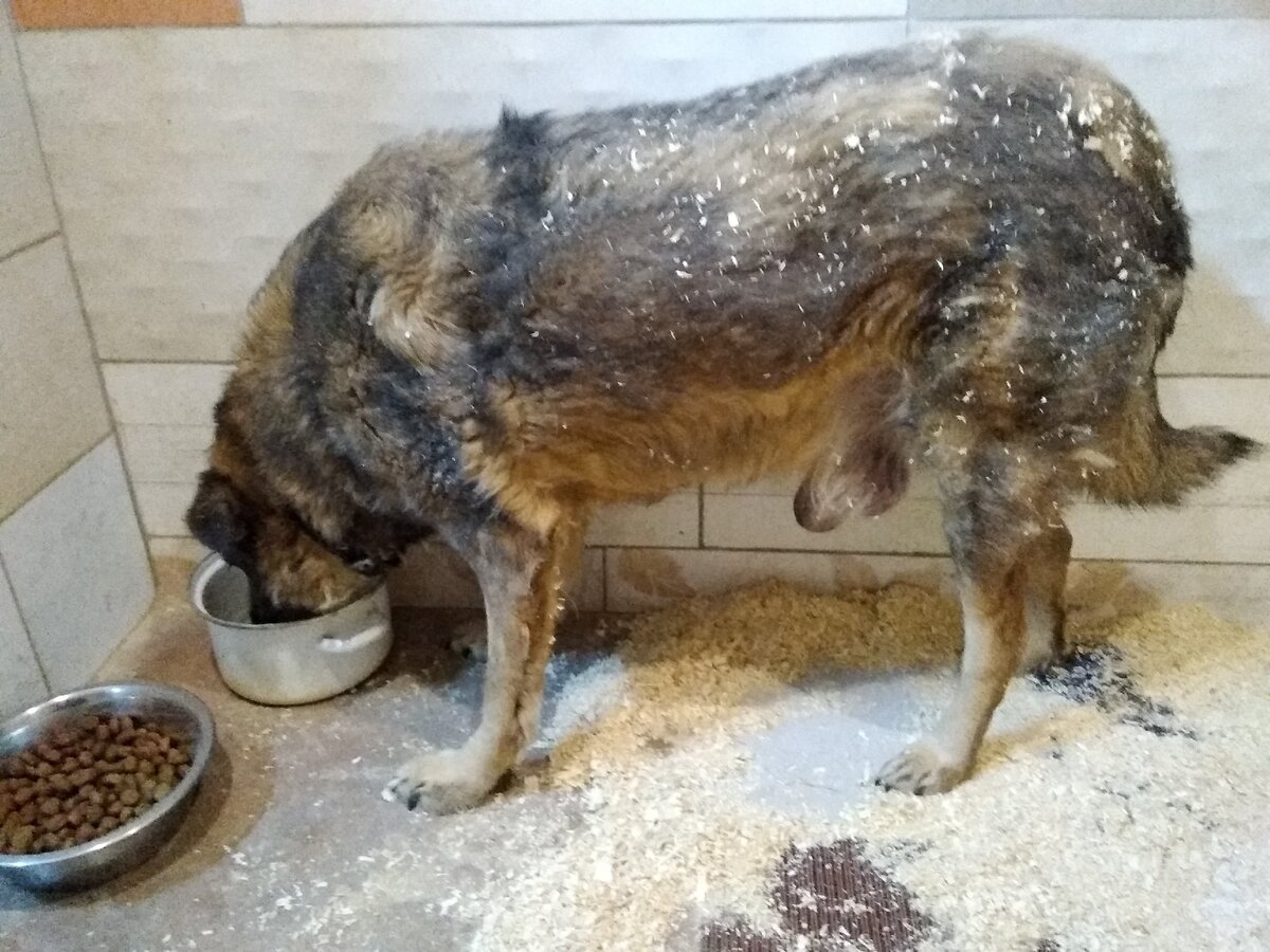 Вот такой бубенец живет у нас))))