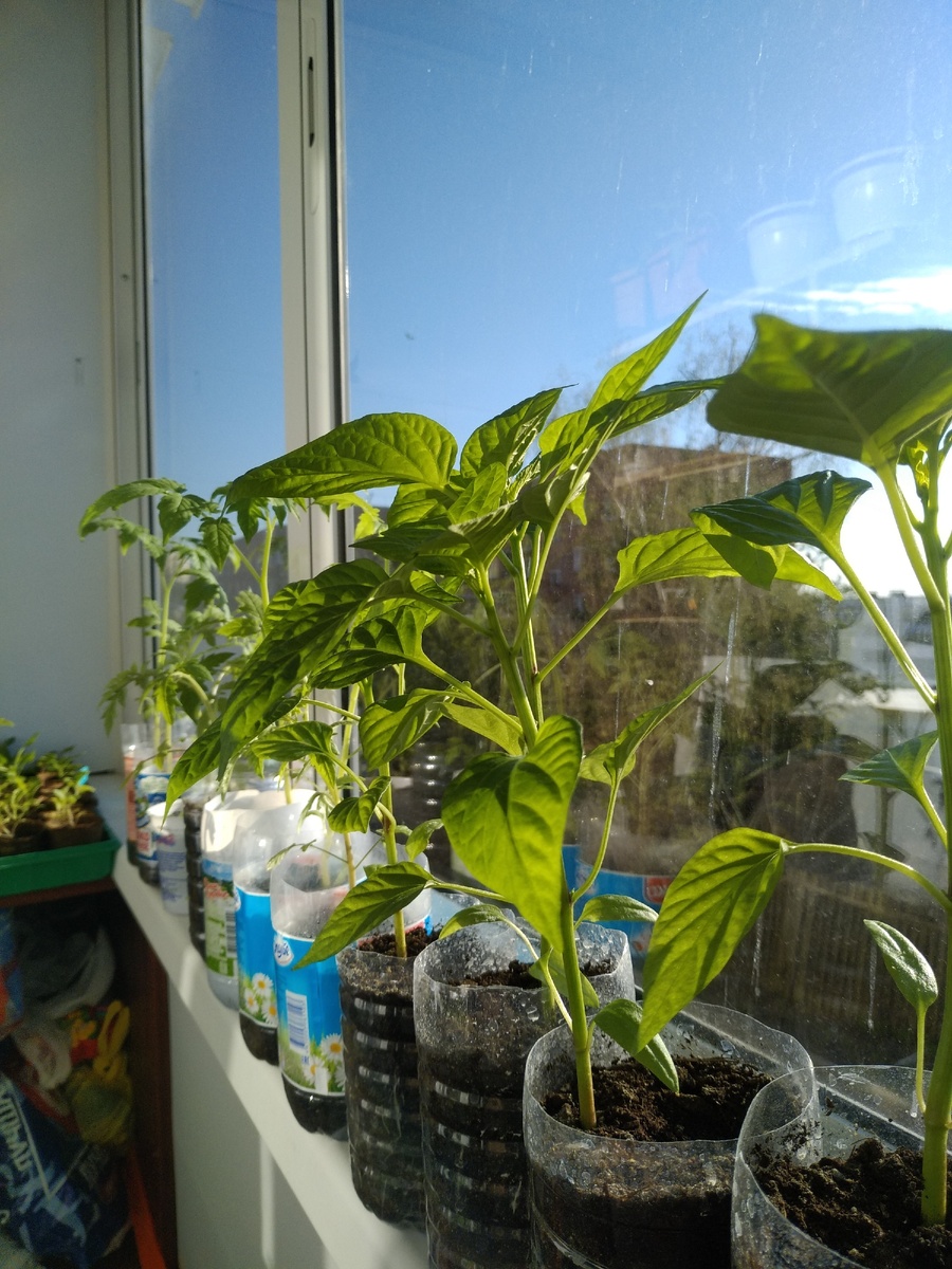 Фото от 24 апреля 2019 г.