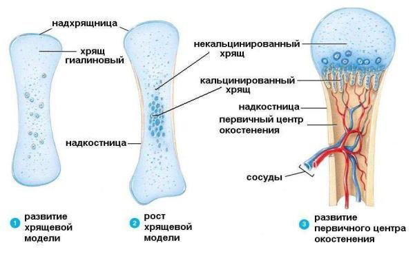 Источник - https://i0.wp.com/zaspiny.ru/wpcontent/uploads/2018/03/blobid1521578445033.jpg