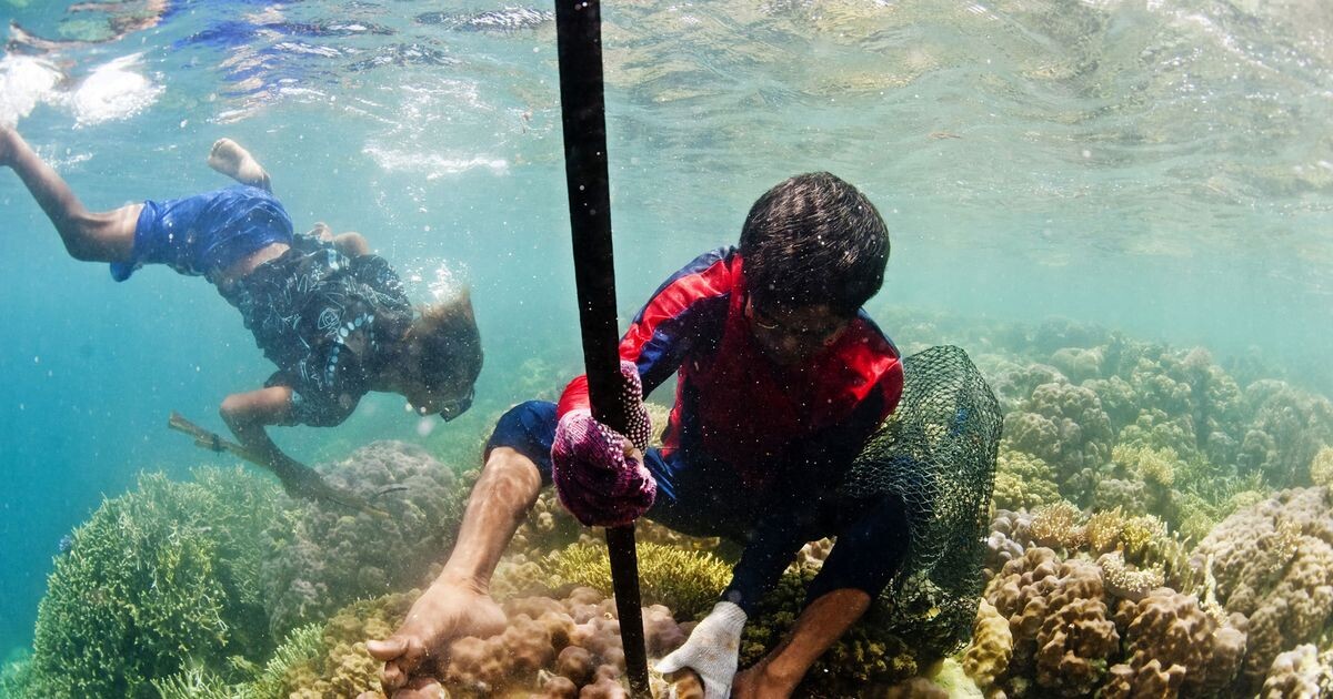 Баджо морские цыгане. Источник фото perunica.ru