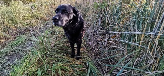 Знакомьтесь, Элис, Ее возраст — девять лет и девять месяцев.