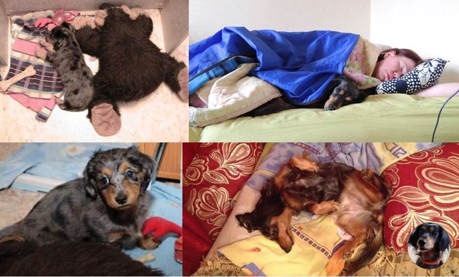 Вот так стала спать наша такса