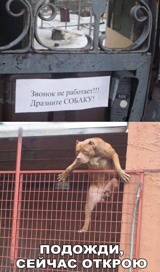 Когда пёсель дворецкий))) 