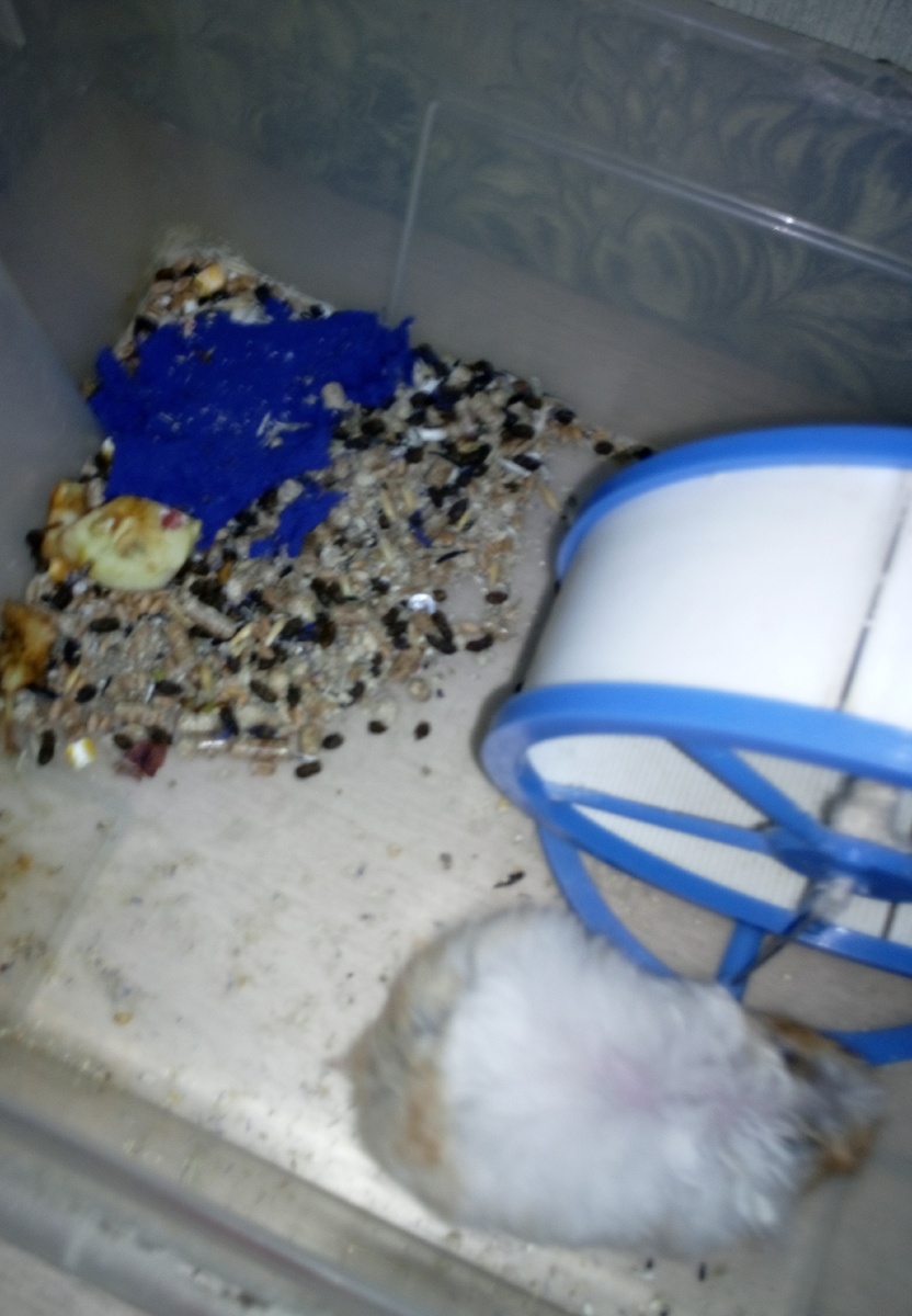 Мягкое ложе хомяка. Фото автора.