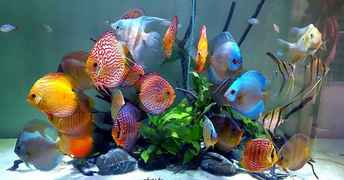 http://www.lifesire.com/story-fish-life-aquarium/ #aquarium #fish #life #story #