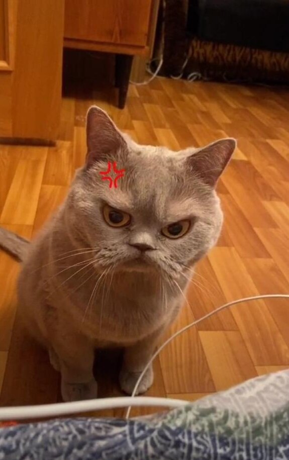 *Кот