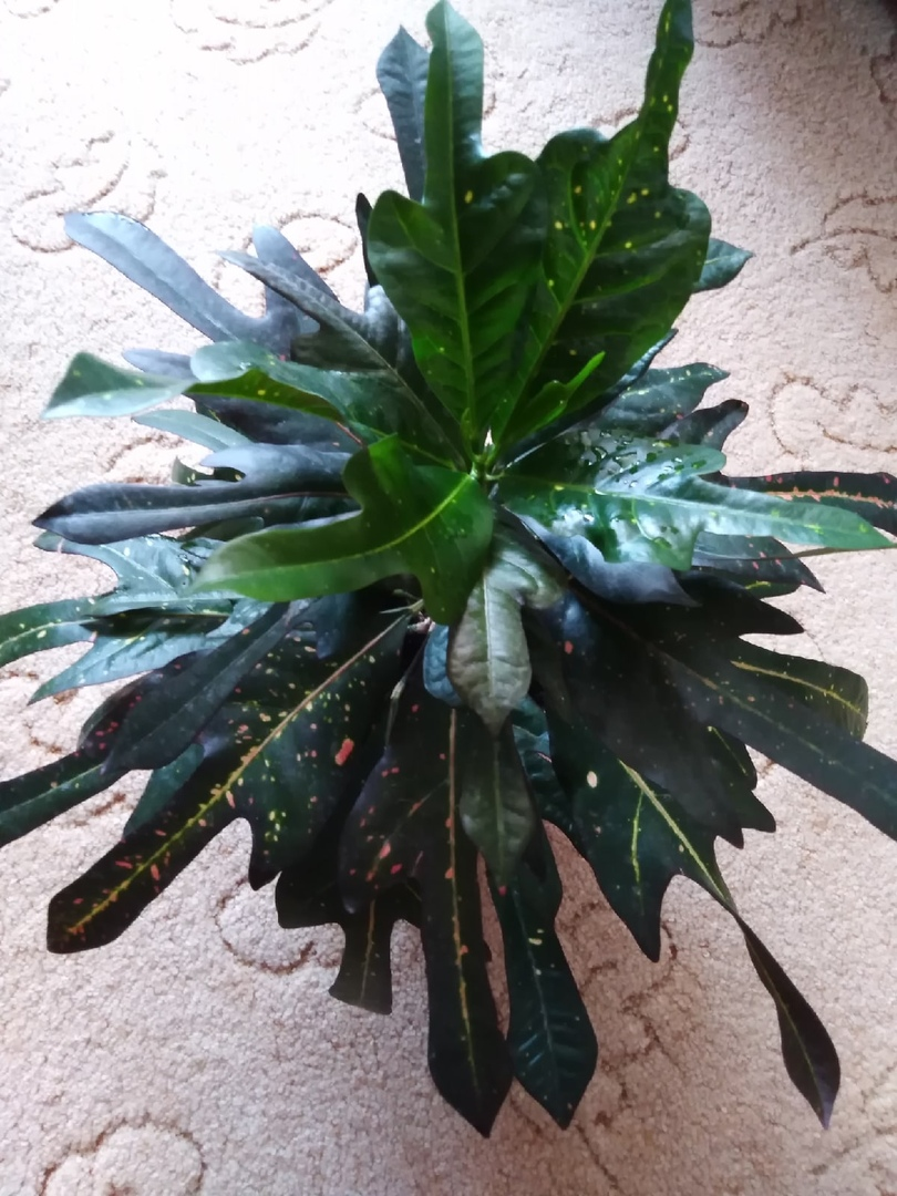 Кротон Три Асвин