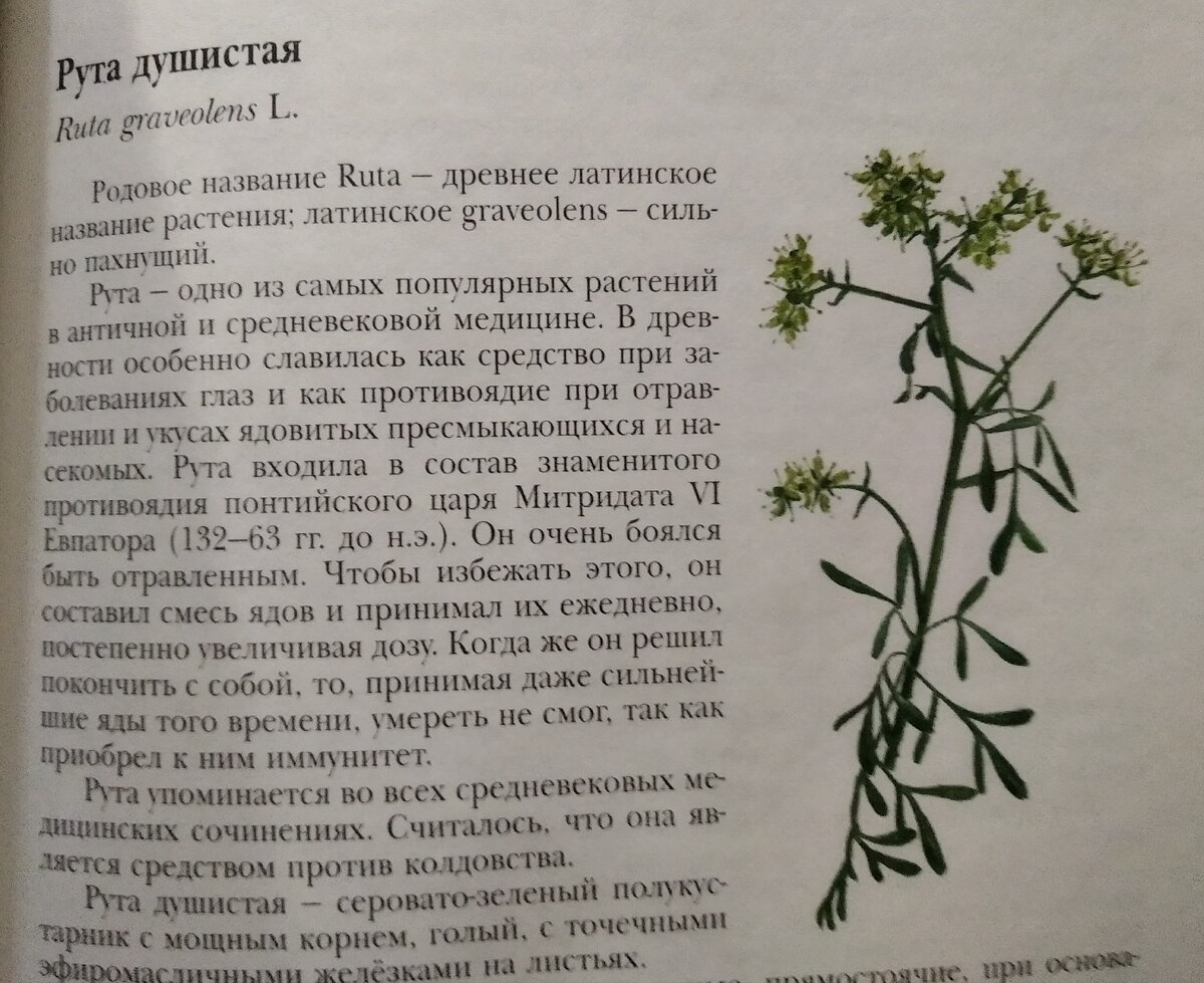 Рис. А. Шипиленко, текст А. Носова