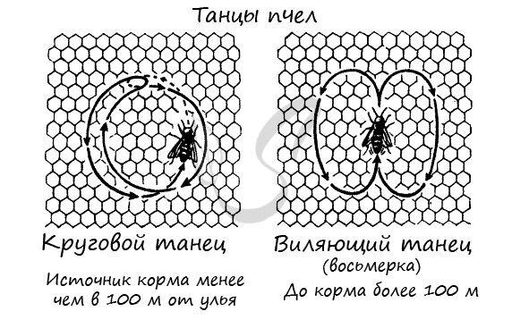 Танцы пчел наглядное изображение.