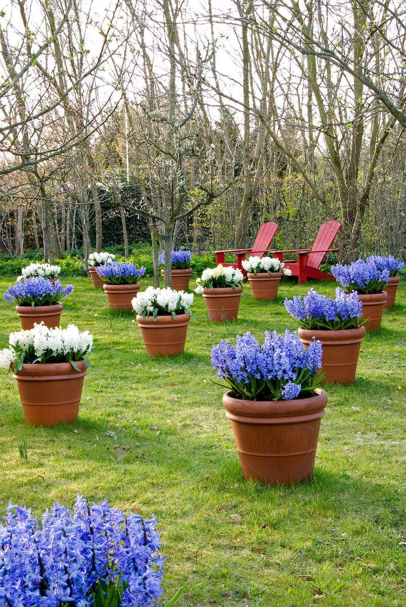Отлично гиацинты смотрятся и в кашпо