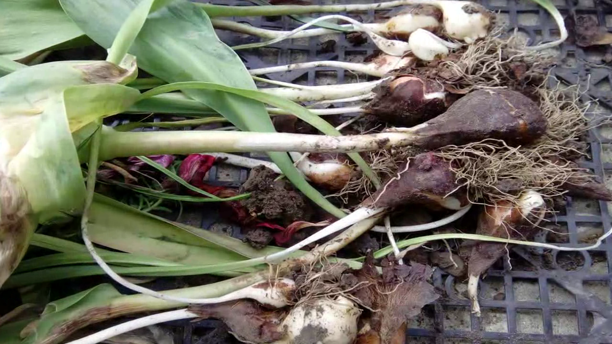 Это гнездо не разделялось 3 года