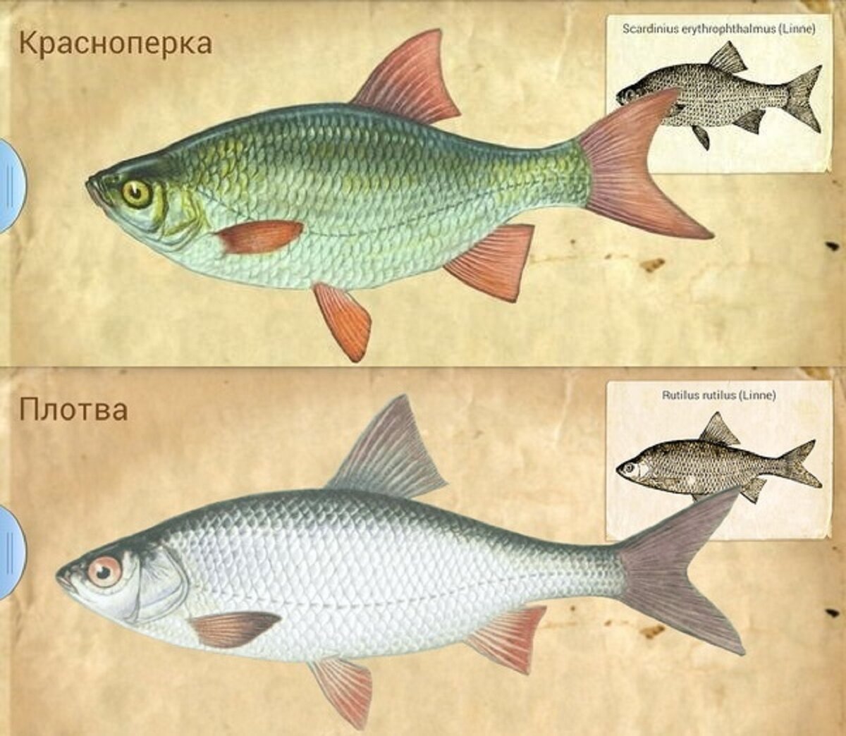 Какой тип питания характерен для красноперки плотвы изображенной на рисунке