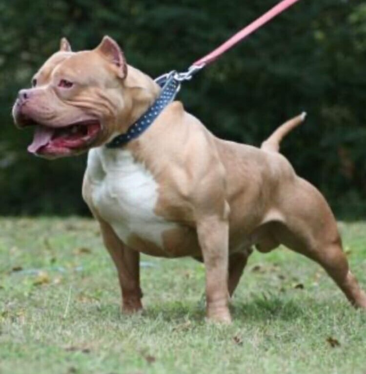 Питбультерьер