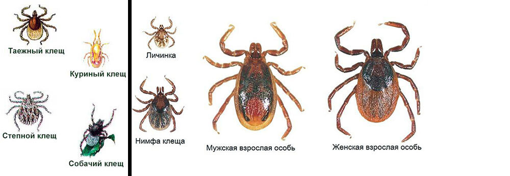 Клещи фото описание. Жизненный цикл таежного клеща Ixodes persulcatus. Таежный клещ возбудитель заболевания. Таежный клещ паразит или хищник. Иксодовые клещи представители.