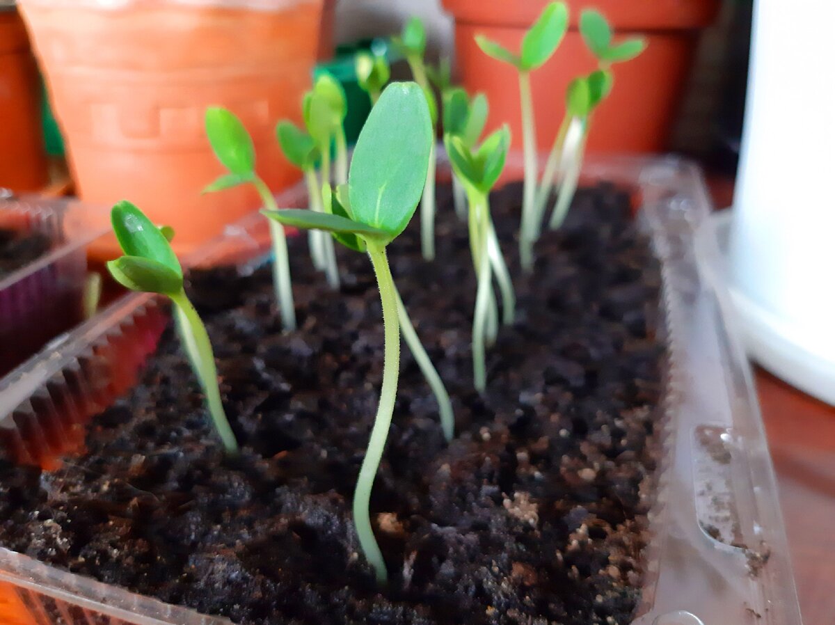 огуречная рассада. фото автора