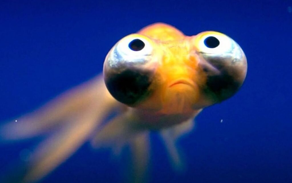 Кадр из сериала Absurd Planet