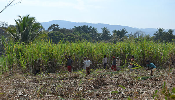 Кадр  с сайта economlegko.ru. Негры-рабы на плантации где-то в Латинской Америке.