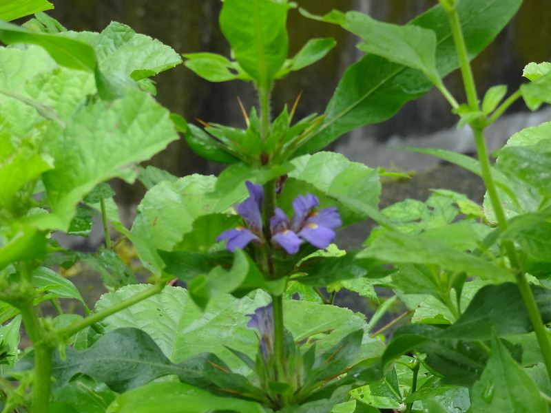 Hygrophila auriculata