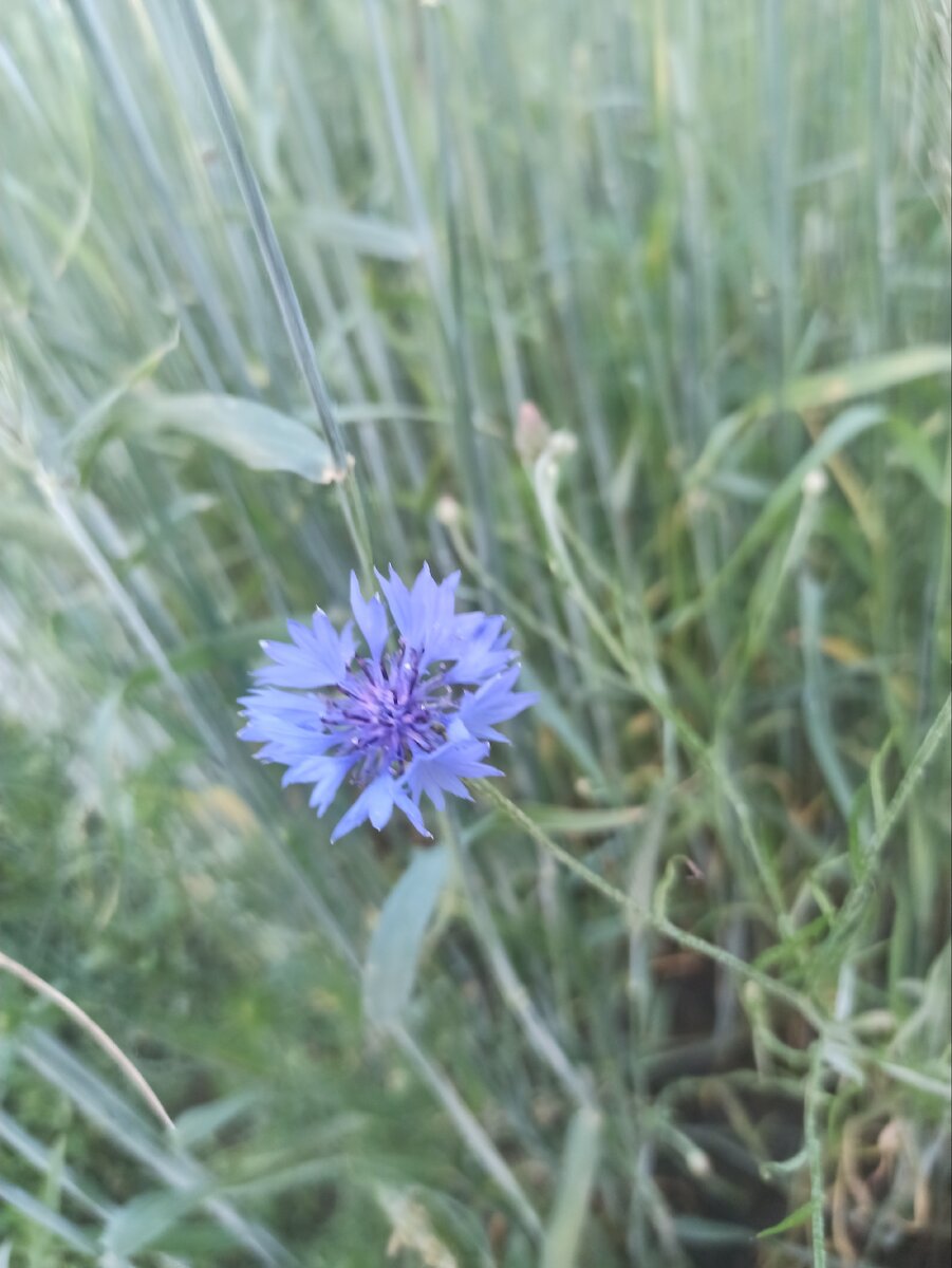 Фото автора. Васильки для настроения