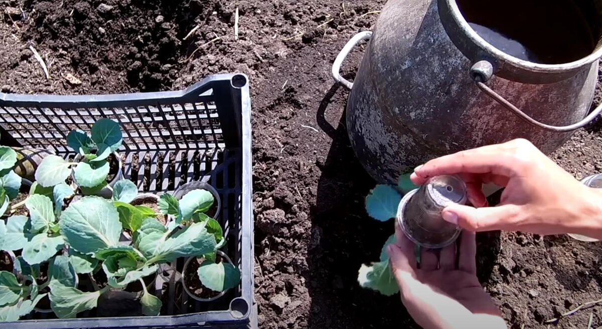 Сначала рассаду выращивали в стаканчиках