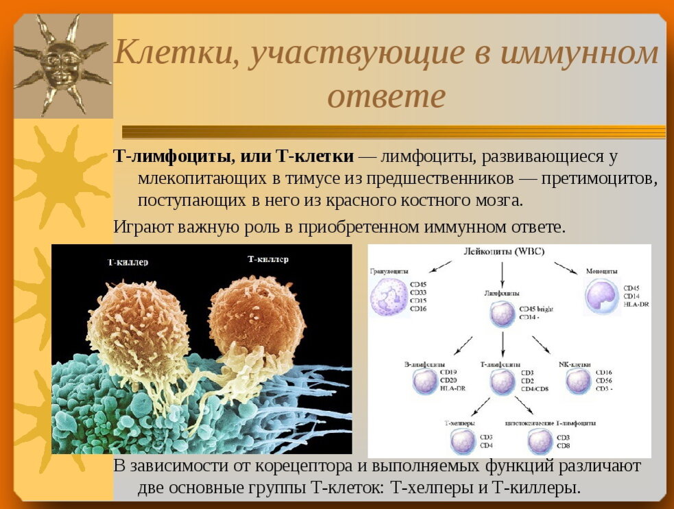 Лимфоциты состав